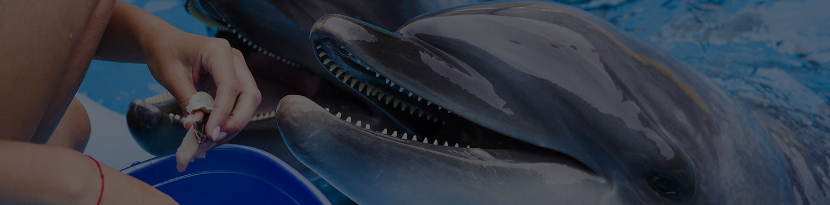 動物・フラワー・自然